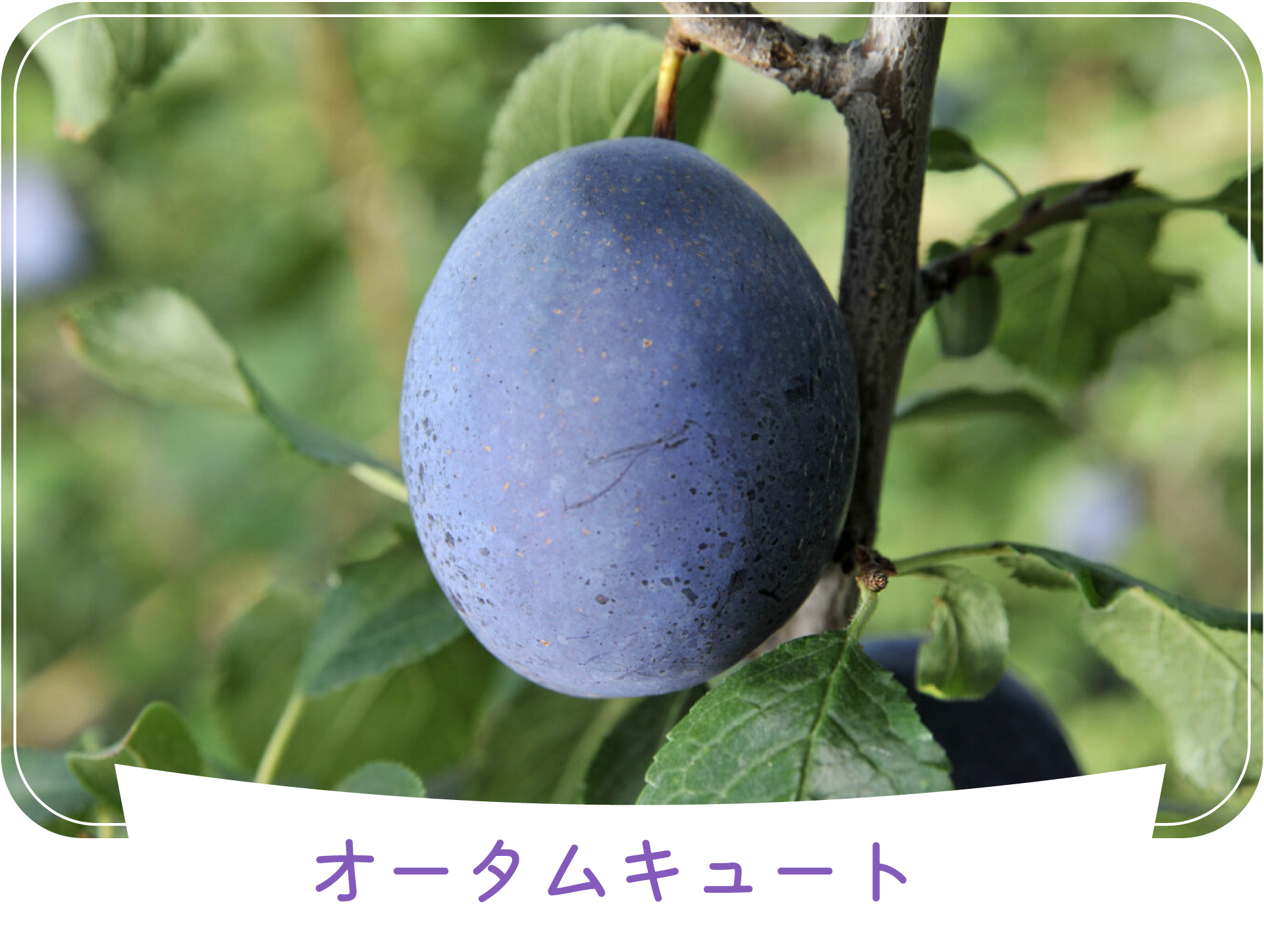 オータムキュート