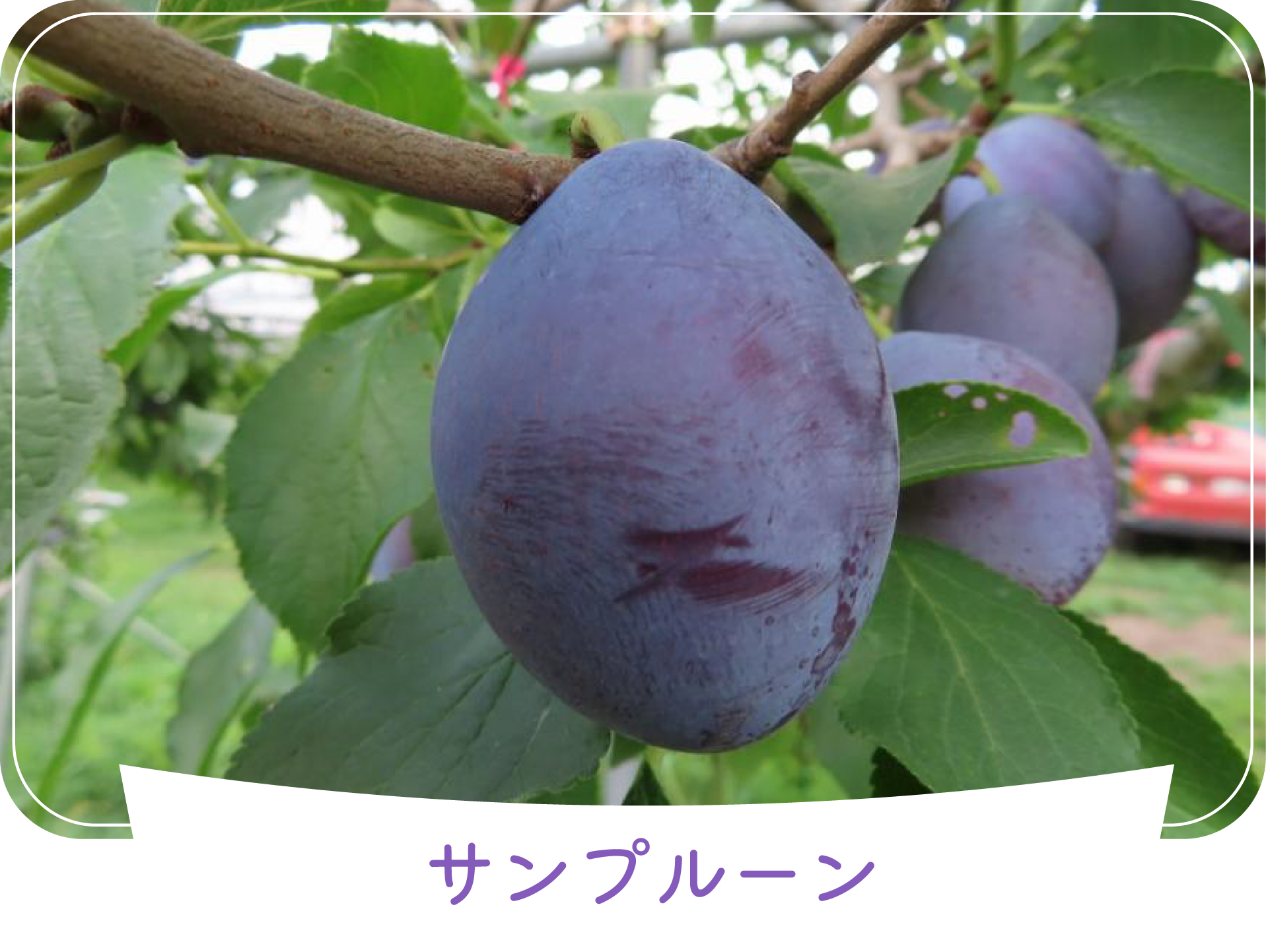 サンプルーン